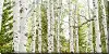 Birch Forest Panel Wall Art