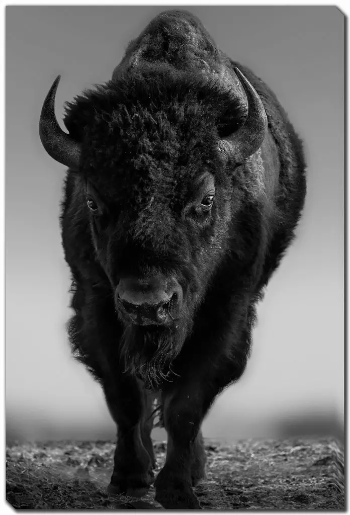 The Beast Wall Art-1