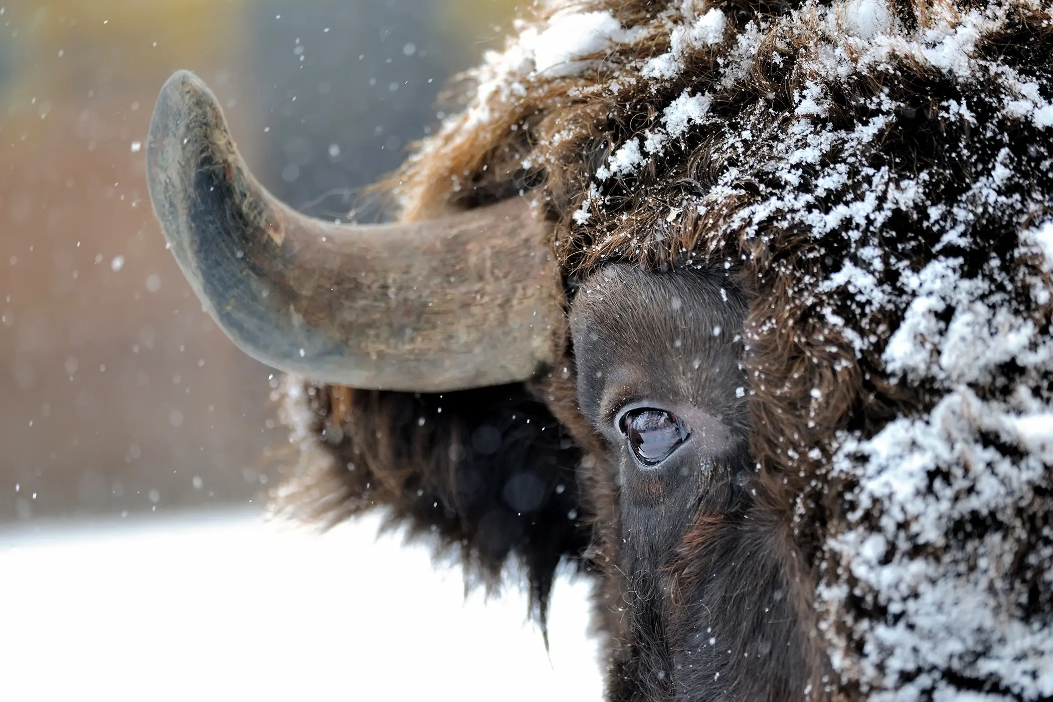 Snowy Bison Tempered Glass Art-1