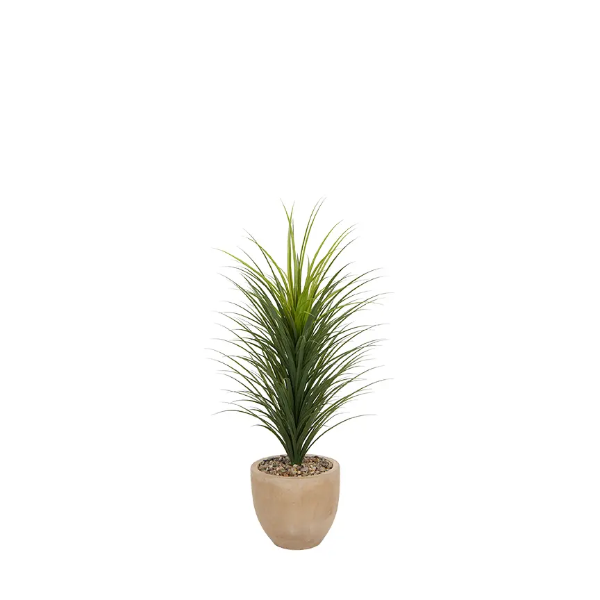 Panicum Grass-1