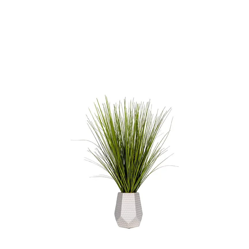 6' Birdnest Palm-1