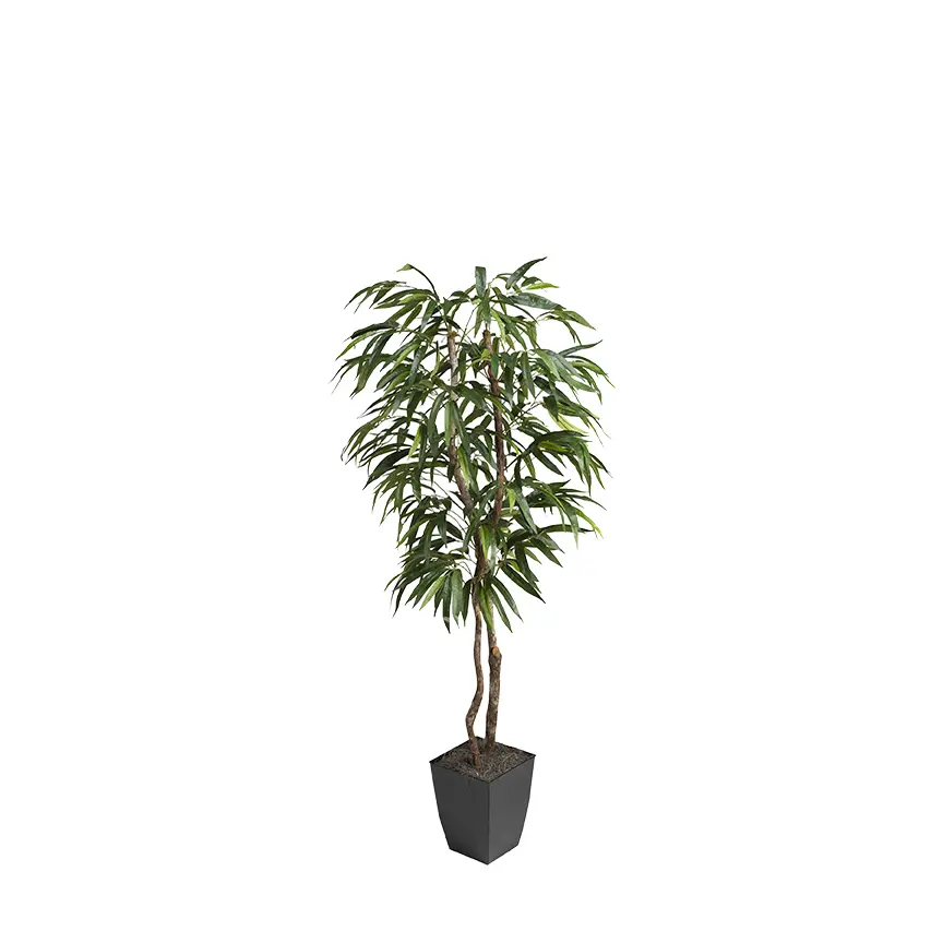 6' Weeping Ficus Tree-1