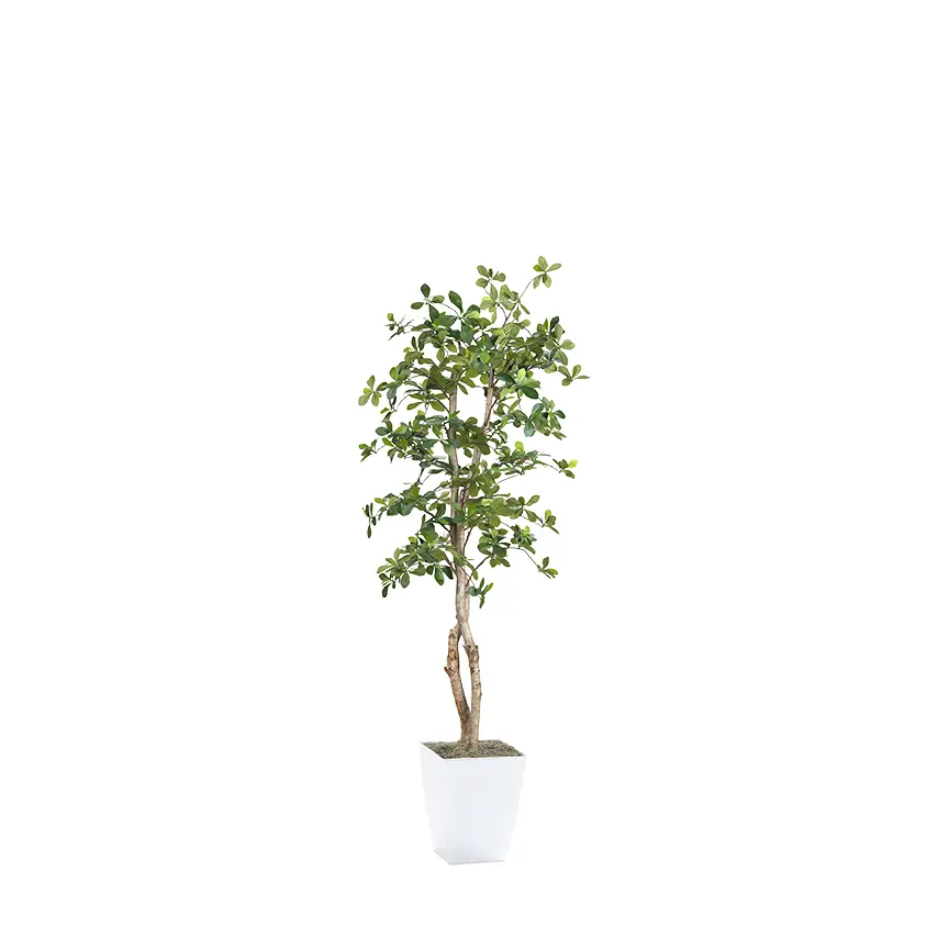 6' Black Olive Tree-1