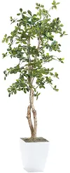 6' Black Olive Tree