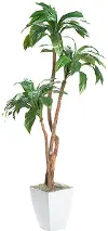 7' Birdnest Palm