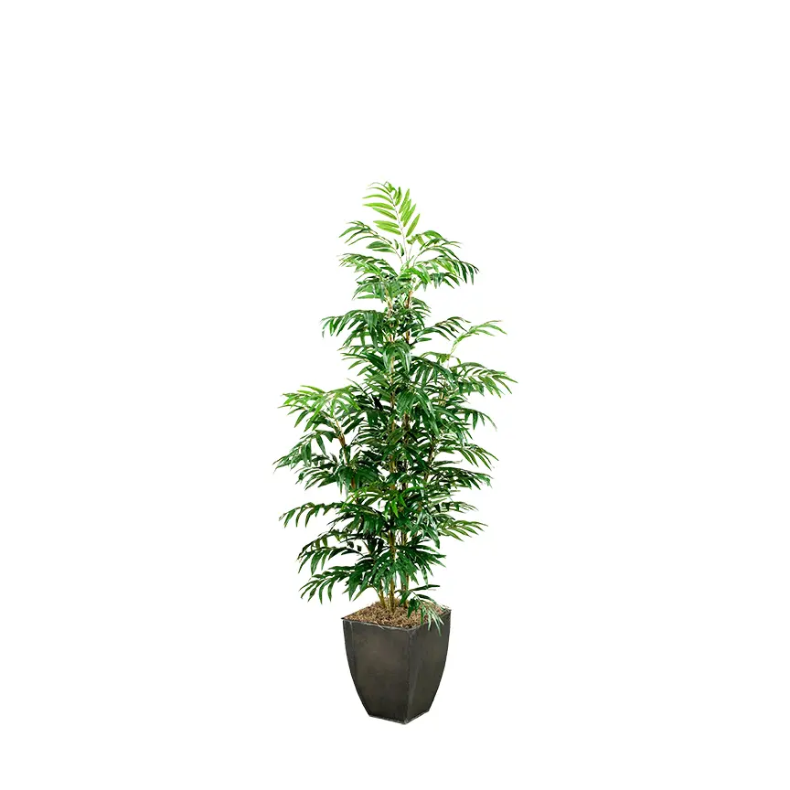 7' Phoenix Palm Tree-1