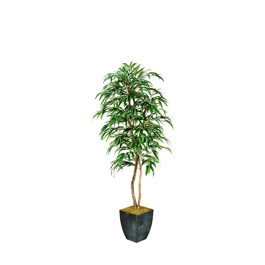 7' Weeping Ficus Tree-1
