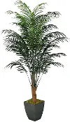 8' Dwarf Areca Palm