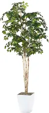 8' Birdnest Palm