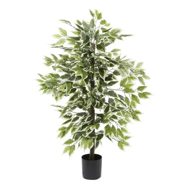 Tall Green Indoor and Outdoor Tree-1