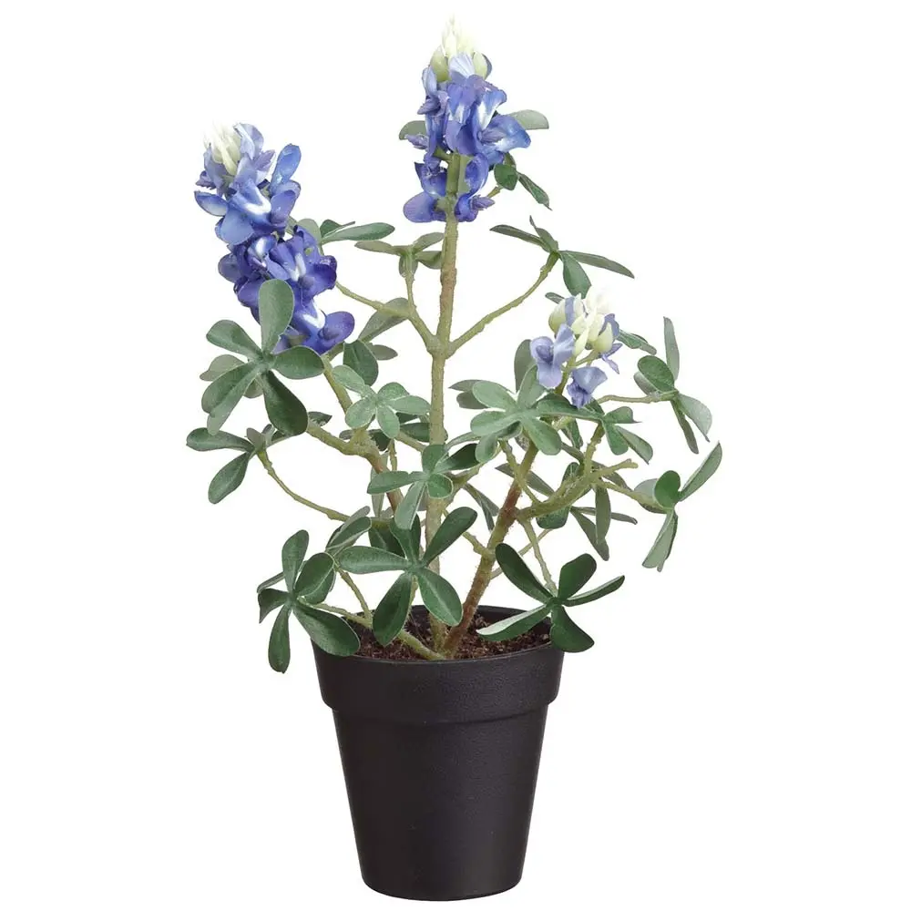 10 Blue Bonnet in Plastic Cup-1