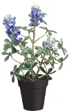 10 Blue Bonnet in Plastic Cup