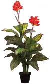 48 Canna Plant in Pot