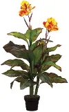 48 Canna Plant in Pot