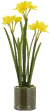 21 Daffodil in Plastic Pot