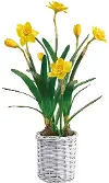 22.5 Daffodil in Basket