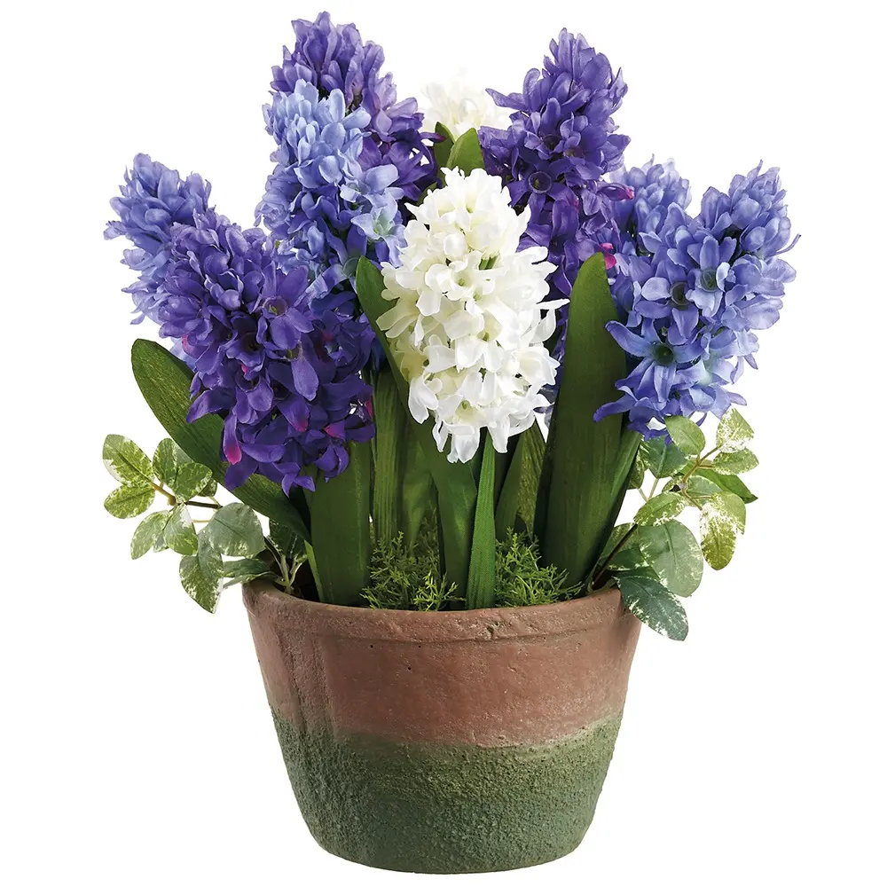 13 Hyacinth in Cement Pot-1
