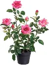 25.2 Rose Plant in Plastic Pot
