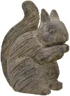 Brown Squirrel