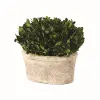 9  Oval Preserved Boxwood Topiary Arrangement
