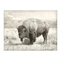 Buffalo Canvas in a Cream Floating Frame