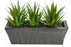 Triple Aloe Plants in a Zinc Ledge Planter Arrangement