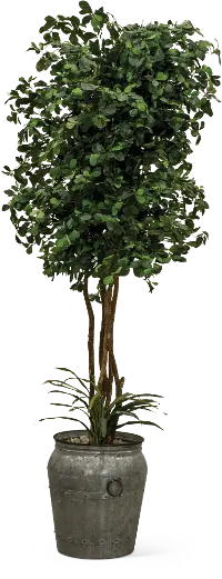 8 Foot Pittosporum Tree with Rock and Yucca Arrangement