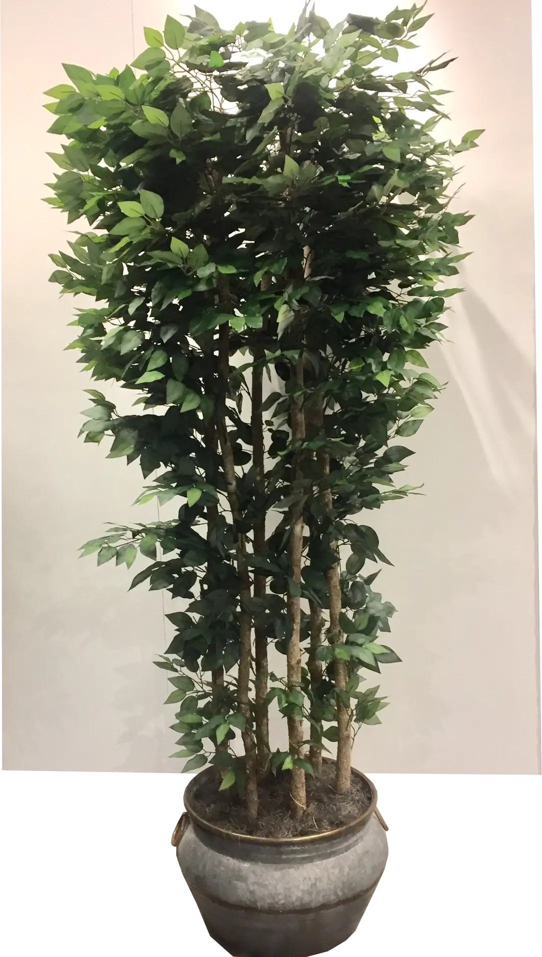 Faux 8 Foot Giant Clipped Ficus Tree Arrangement-1