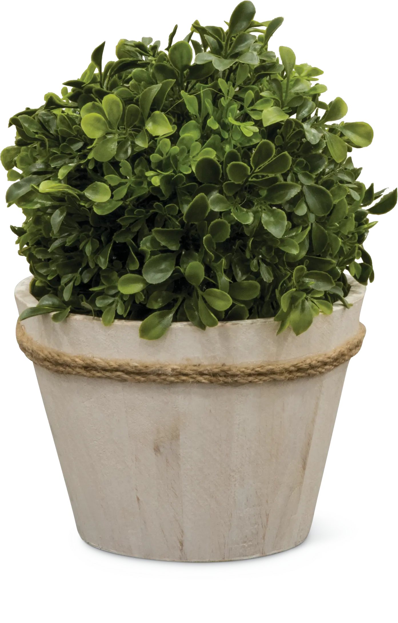 12 Inch Boxwood Ball Arrangement-1