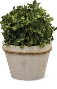 12 Inch Boxwood Ball Arrangement
