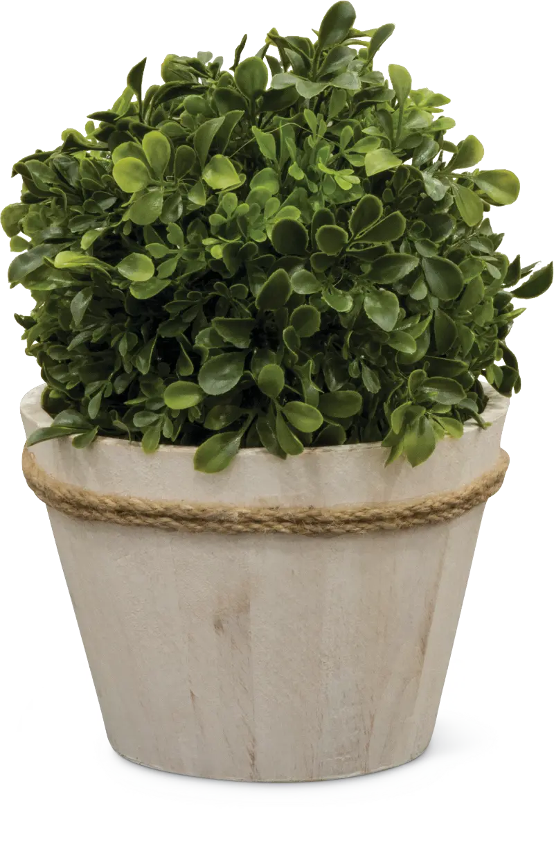 12 Inch Boxwood Ball Arrangement
