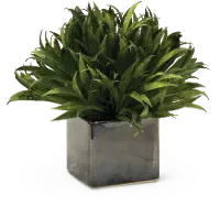 7  Assorted Mini Rye Grass Arrangement in Cube