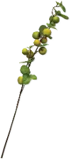 33  Apple Branch Stem For Arrangement