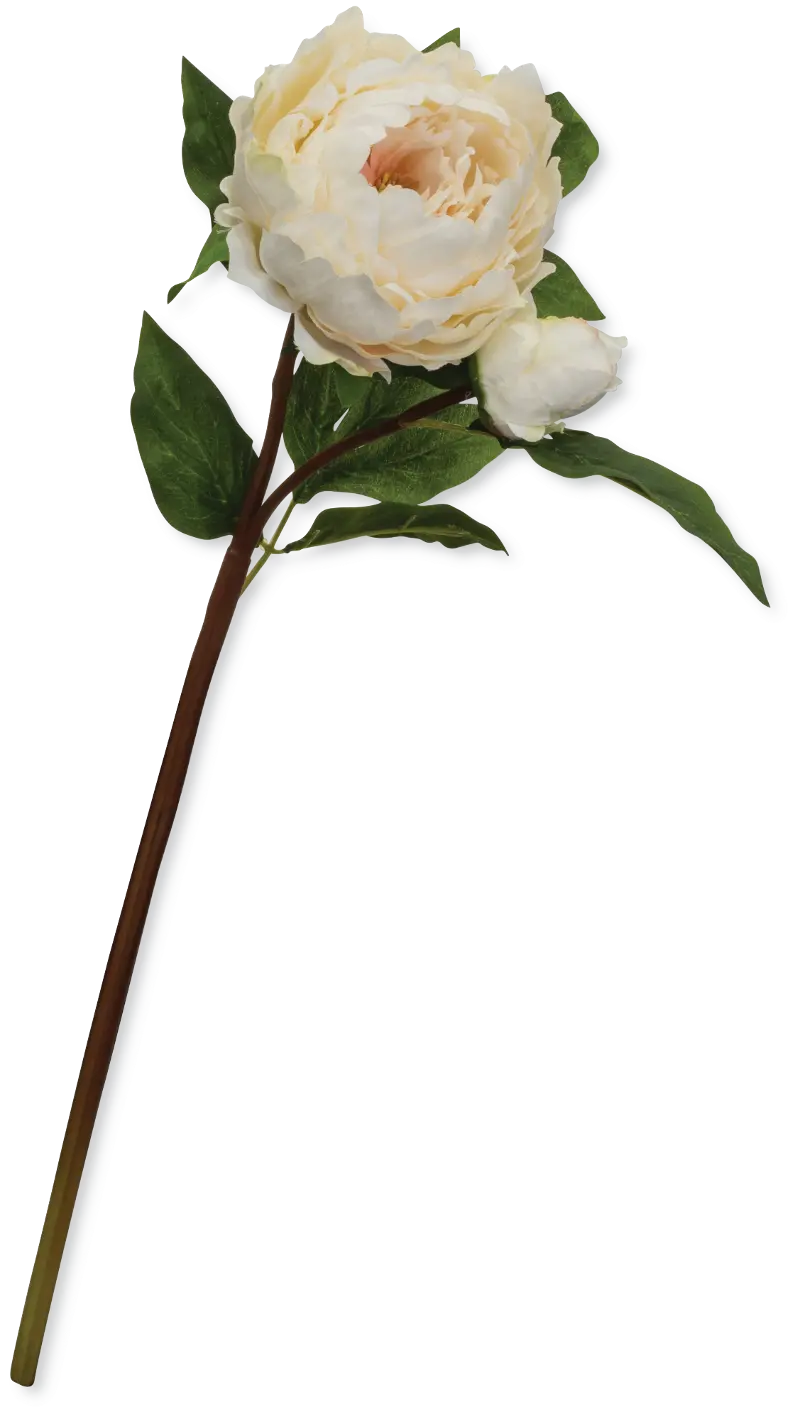 22 Inch White Peony Stem For Arrangement