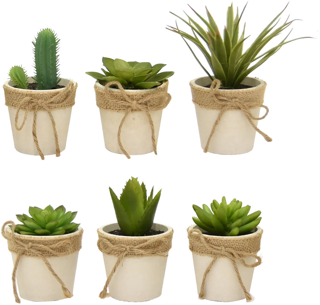 Assorted Succulent Arrangement In Paper Mache Pot-1