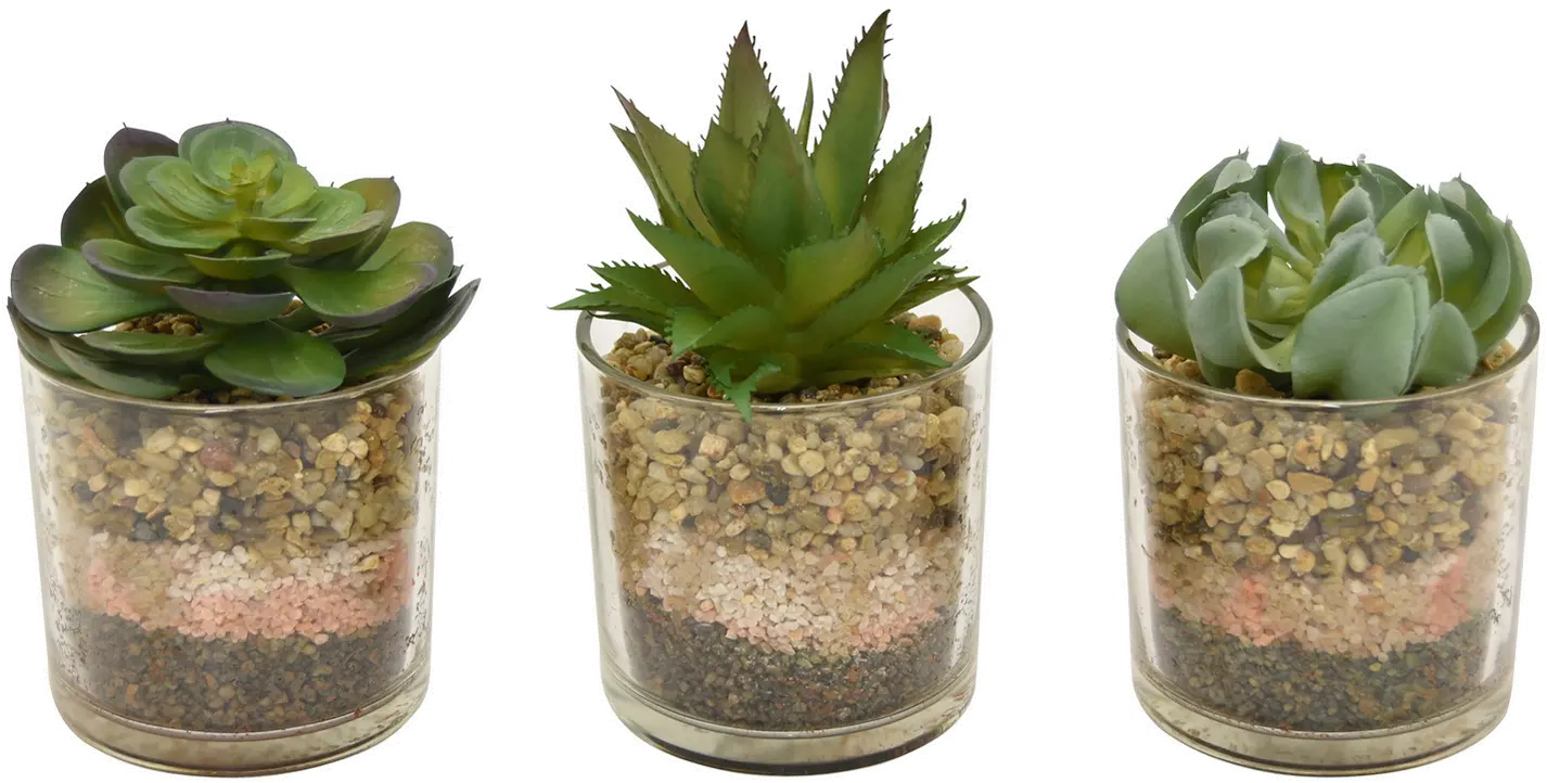 Assorted Green Succulent Arrangement in Pot-1