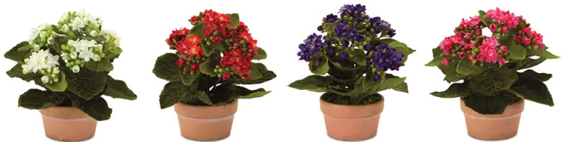 7 Inch Assorted Polyester Kalanchoe Arrangement In Pot