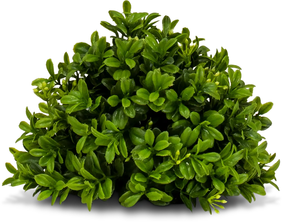 Green Boxwood Decorative Half Orb Arrangement-1