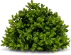 Green Boxwood Decorative Half Orb Arrangement