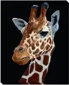 Multi Color Giraffe Canvas Framed Wall Art