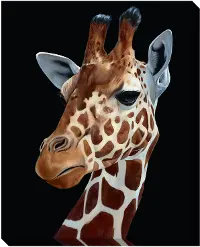 Multi Color Giraffe Canvas Framed Wall Art