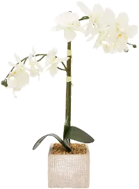 Faux White Orchid Arrangement in Square Pot