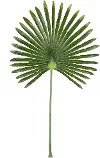 Green Faux Fan Leaf for Arrangement