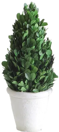 DA5562/BOXWOOD 11  Green Preserved Boxwood Cone Topiary Arrangement
