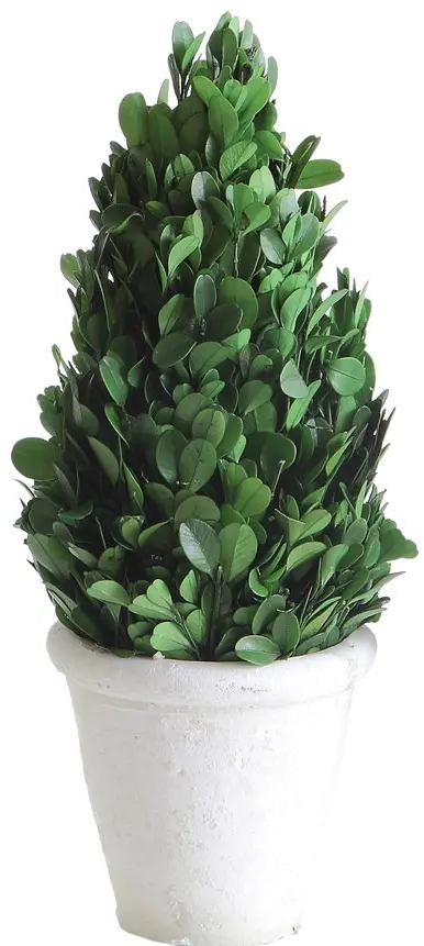 DA5562/BOXWOOD 11  Green Preserved Boxwood Cone Topiary Arrangement-2