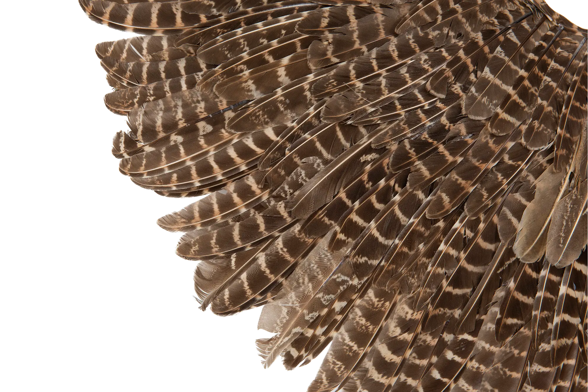 DF1892A-A/2-IND Assorted 23 Inch Round Feather Wall Decor-3