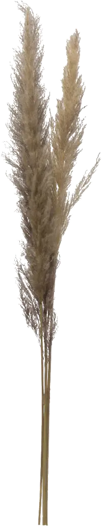 DF2581/PAMPAS 43  Dried Brown Faux Pampas Grass Bunch