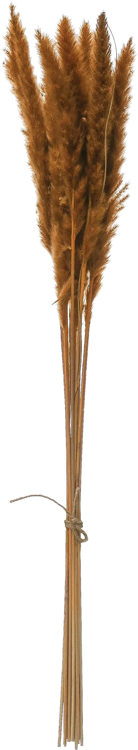 DF2588/PAMPASGRASS Mustard Colored Dried Pampas Grass Bunch for Arrangement-1