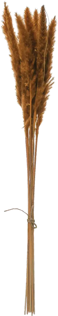 DF2588/PAMPASGRASS Mustard Colored Dried Pampas Grass Bunch for Arrangement