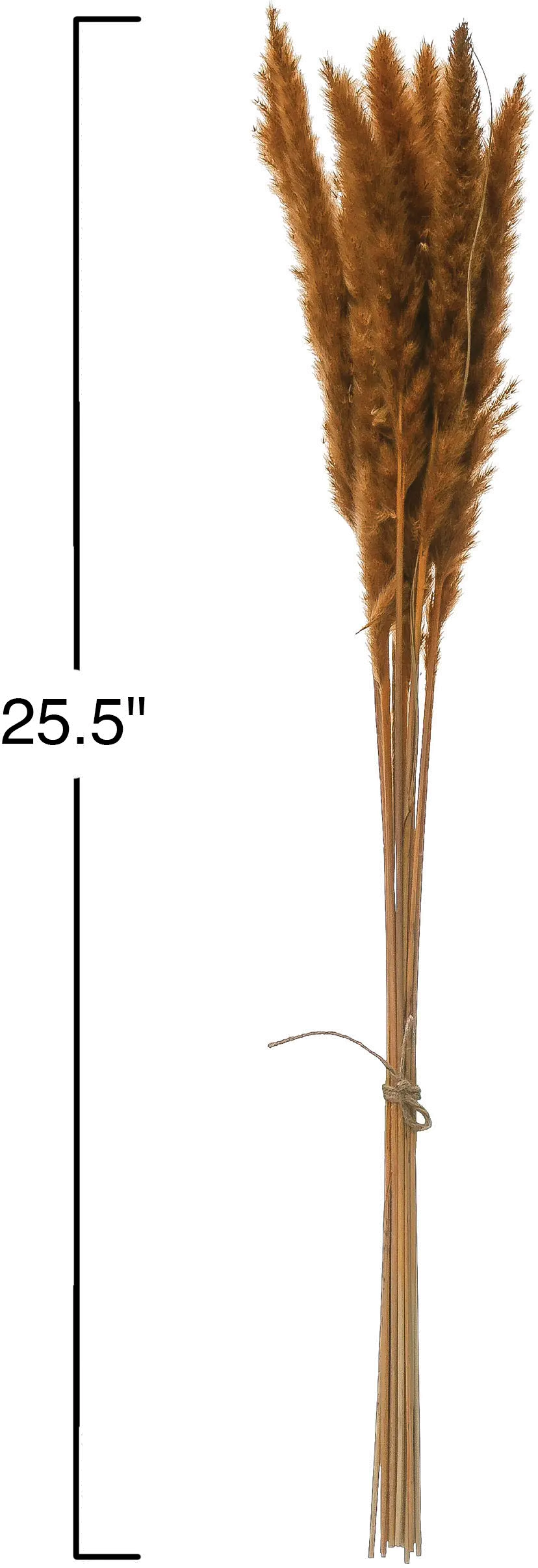 DF2588/PAMPASGRASS Mustard Colored Dried Pampas Grass Bunch for Arrangement-2